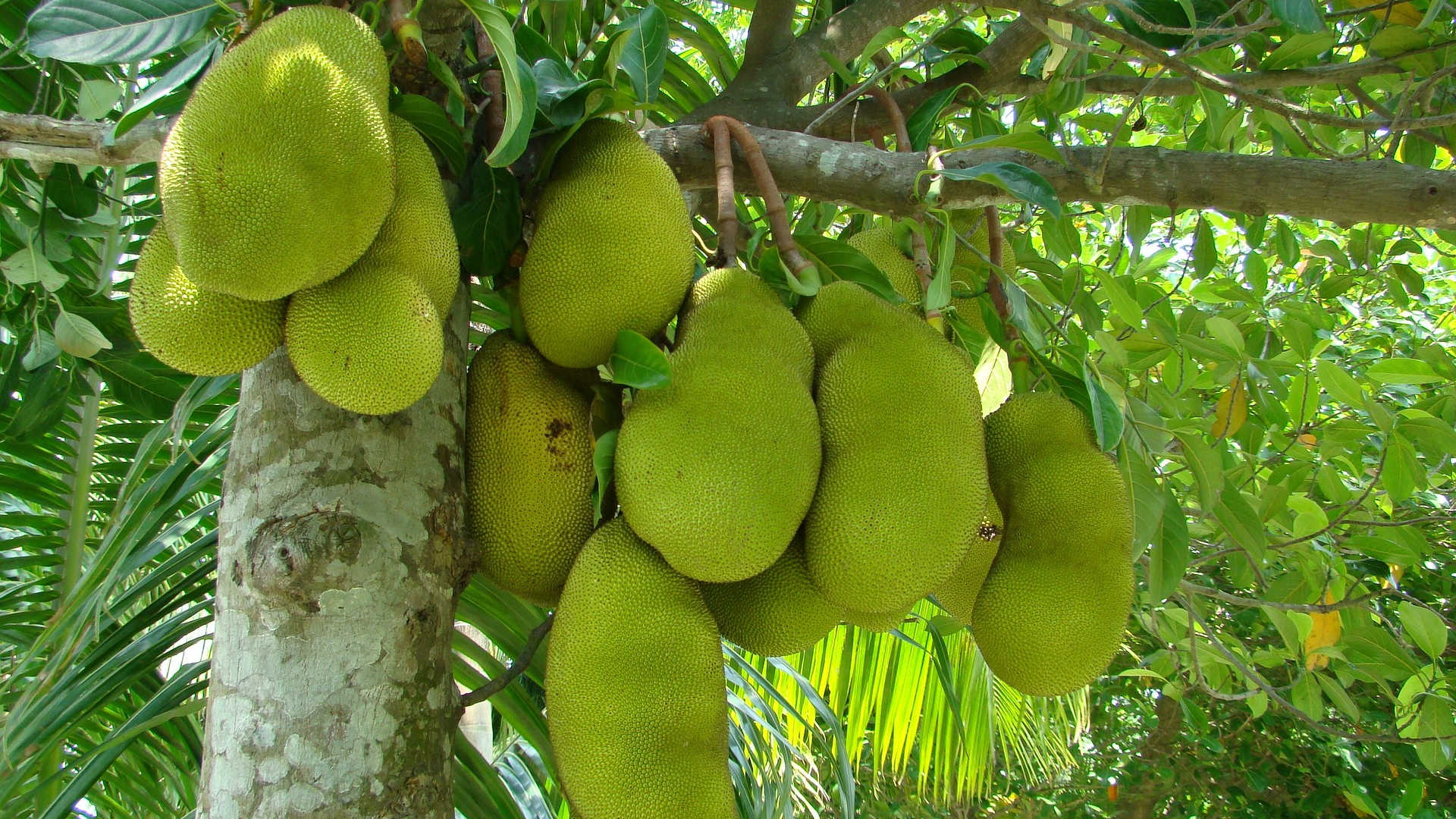Nature's Cure to Disease?